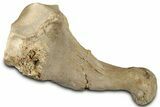Fossil Walrus (Neotherium) Radius - Bakersfield, California #325962-3